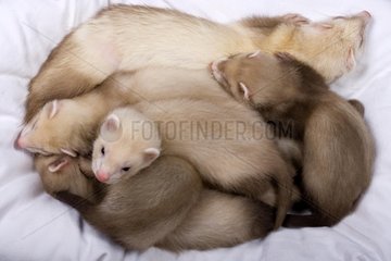 Female Ferret and its young people of 6-7 weeks France