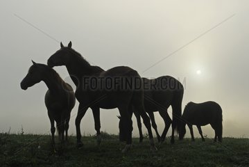 Pferde am Morgen Nebel Braognard zweifelt Frankreich