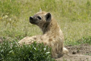 Careful speckled hyena resting Serengeti NP Tanzania