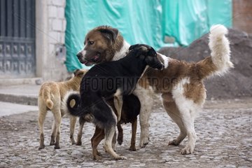 Paarung von Hunden in der Straße Otavalo Ecuador