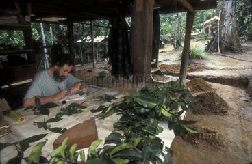 Scientist examining leafs French Guiana