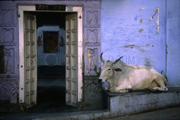 Kuh liegt vor einem Haus in Udaïpur Indien