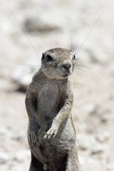 South african Ground squirrel on the look-out Etosha NP