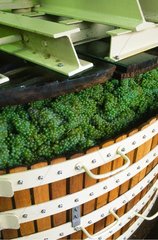 Pressing of the Chardonnay type of vine for manufacture of Champagne
