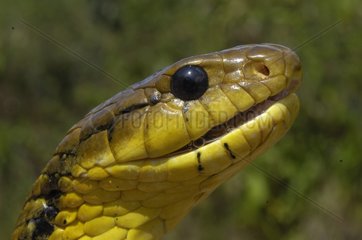 Porträt von gelbbauchigen Puff-Schlangen French Guayana