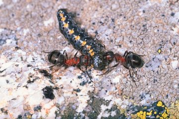 Two Southern wood ants attacking a caterpillar