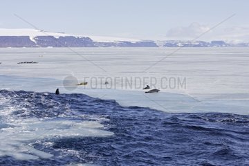 Weddell seals on sea ice Antarctic Peninsula