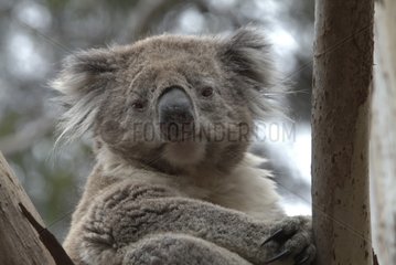 Koala dans un arbre Victoria Australie
