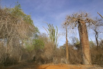 Baobab tree and forest dry Ifaty Madagascar [AT]