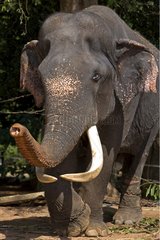 Asian Elephant in the eyes slashed following ill treatment