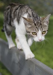 Tabby European cat walking balanced on a bench France