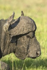 Cape Buffalo covered by mud Masaï Mara Kenya