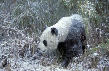 Grand panda Wolong Chine