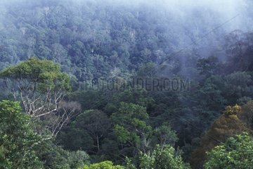 Forêt tropicale humide Parc National Taman Negara Malaisie