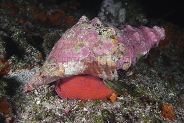 Horse Conch Galapagos