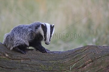 European badger standing on the trunk of a dead tree GB