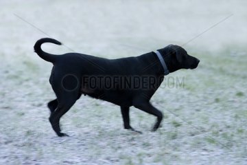 Black dog running on gravels