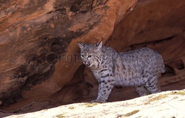 Bobcat hiding sun under rocks the USA