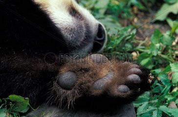 Patte de Grand panda Réserve de Wolong Sichuan Chine