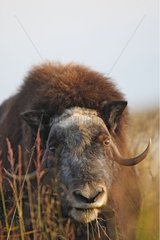 Portrait of a Muskox grazing Seward peninsula Alaska