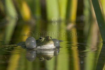 Green frog France