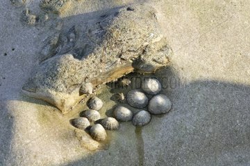 Gemeinsame Limpeten im Hohlraum eines Gesteins bei Ebbe Frankreich