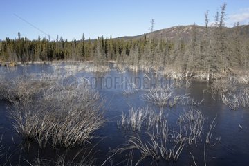 Tundra and lake in the Yukon Canada