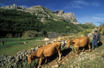 Herd of cows in Somiedo Natural Park Spain