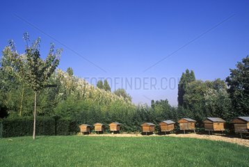 Hives on the Ile de la Jatte Levallois France