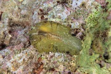 Nudibranch Manado Sulawesi Indonesien