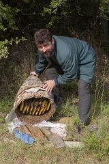 Beekeeper opening a traditionnal hive Bulgaria