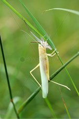 Great green bush-cricket eating his shedding Touraine France