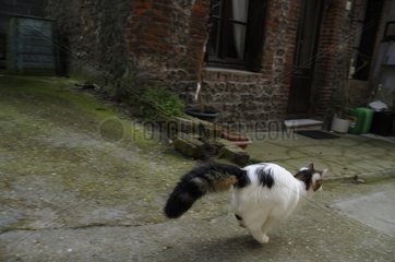 Eine She-Katze  die in einer Gasse in Yport France läuft