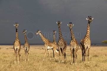 Group Masaï Giraffes in savanna Masaï Mara Kenya