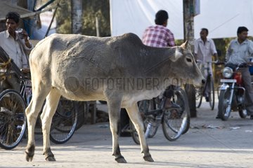 Portrait of a sacred Cow in the middle of traffic India