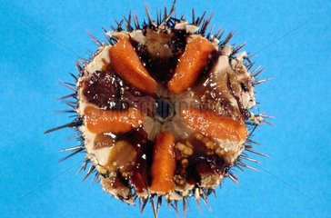 Purple sea urchin open showing its gonades at spring