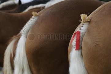 Geflochtene und dekorierte Schwänze von 'Comtois' Pferden Maiche