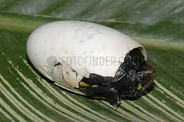Hatching of a Scorpion Mud Turtle Guyana
