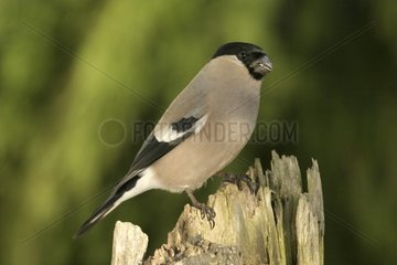 Bullfinch female posed on a post out of wooden France