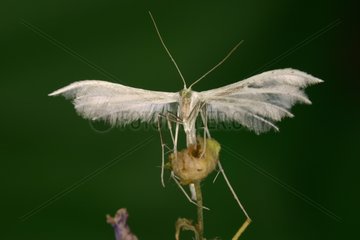 White Plume Moth Sieuras Ariège France