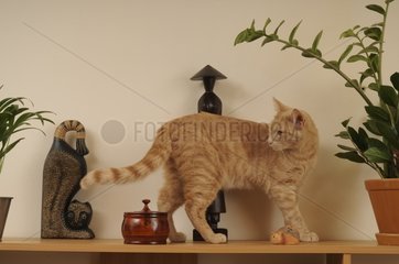 MÃ¤nnliche europÃ¤ische Katze auf einem MÃ¶belstÃ¼ck Frankreich