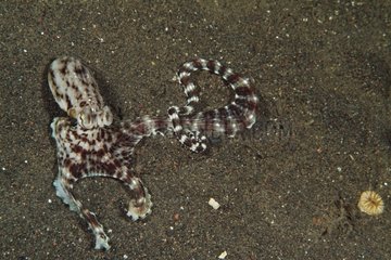 Mimic Octopus 5 arms burried wiggling the other but why