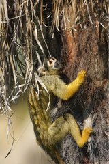 Bolivian squirrel monkey climbing the trunk of a palm tree