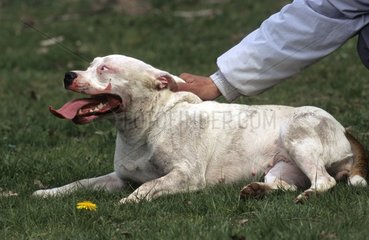 Female Pitt bull maintained by his Master France