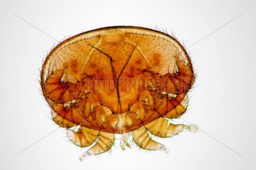 Varroa mite under microscope