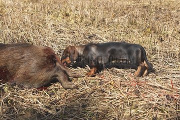 Dachshund biting a boar death Franche-Comté France