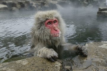 Japanische Makaken baden in einer heißen Quelle