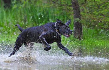 Labrador cross dogue running in the water France