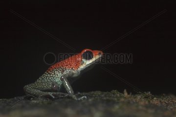 Granular Poison Frog Corcovado Costa Rica