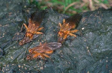 Three couples of common yellow dung flies laying on a dung